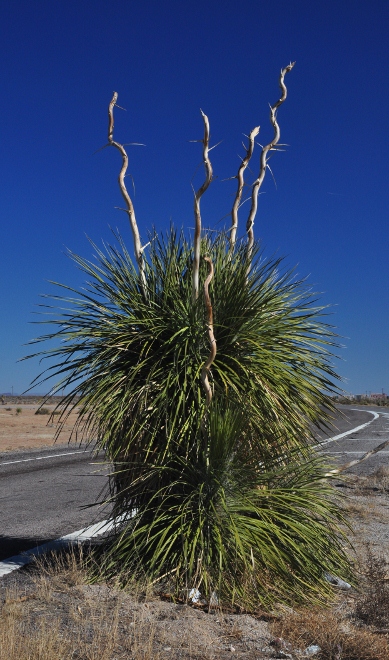 Joshua tree